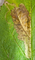 Agromyza sulfuriceps