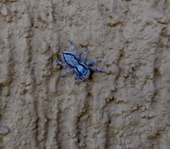 Menemerus bivittatus