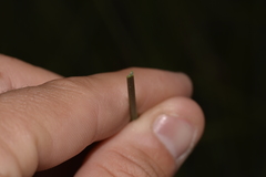 Xanthorrhoea concava