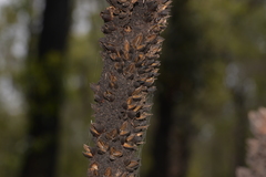 Xanthorrhoea concava