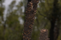 Xanthorrhoea concava