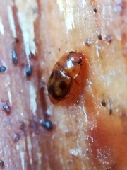 Epuraea ocularis