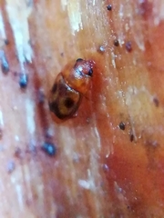 Epuraea ocularis