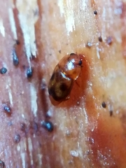 Epuraea ocularis