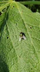 Calliphoridae