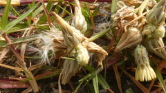 Launaea capitata