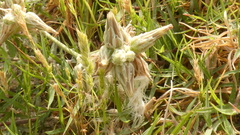 Launaea capitata