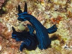Tambja caeruleocirrus
