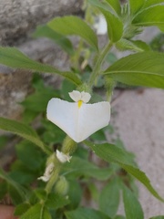 Pombalia calceolaria