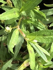 Persicaria prostrata
