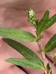 Persicaria prostrata
