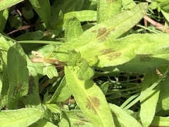 Persicaria prostrata