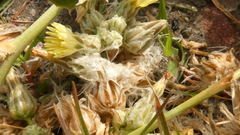 Launaea capitata