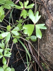 Ranunculus amphitrichus