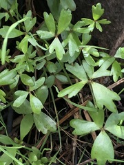 Ranunculus amphitrichus