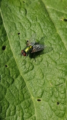 Calliphoridae