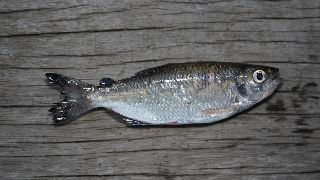 Mourning Tetra