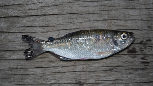 Mourning tetra (Brycon pesu) — Bryconidae
