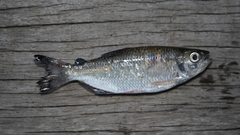 Mourning Tetra photo 1