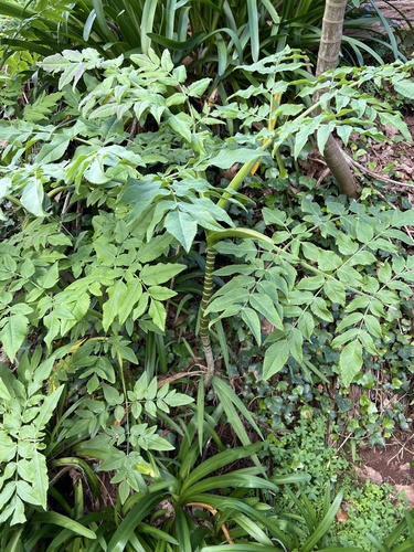 Daucus decipiens image