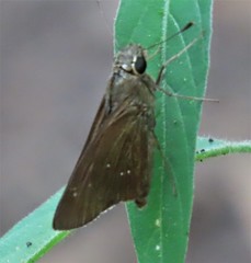Torbenlarsenia gemella