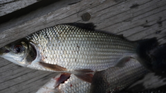 Prochilodus rubrotaeniatus