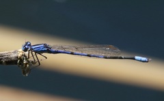 Enallagma semicirculare