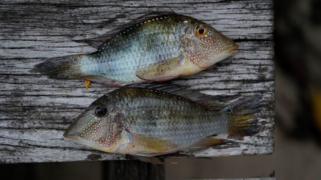 Eartheater (Satanoperca leucosticta) — Cichlidae