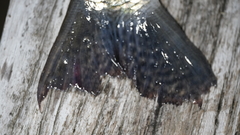 Prochilodus rubrotaeniatus