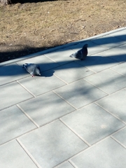 Columba livia domestica