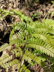 Arachniodes pseudoaristata