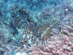 Aplysia extraordinaria