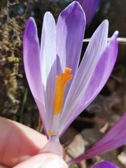 Crocus neapolitanus