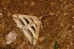 Chiasmia subcurvaria