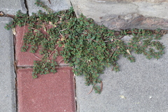 Euphorbia humifusa