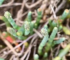Salicornia blackiana