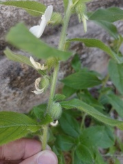 Pombalia calceolaria