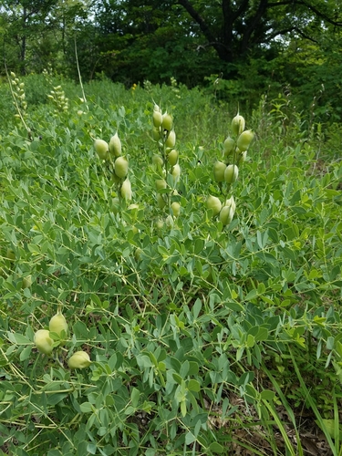 tall blue wild indigo