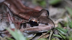 Leptodactylus guianensis