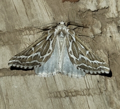Plataea trilinearia