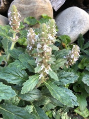 Ajuga nipponensis