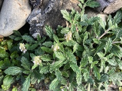 Ajuga nipponensis