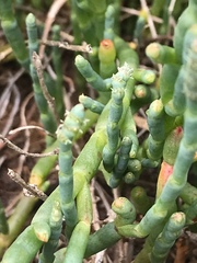 Salicornia blackiana