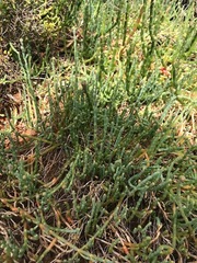 Salicornia blackiana