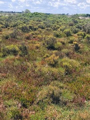 Salicornia blackiana