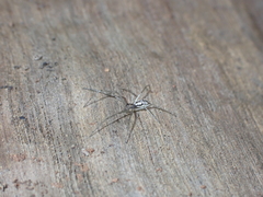 Microlinyphia johnsoni