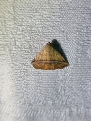 Eublemma crassiuscula