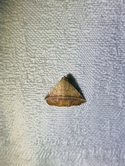 Eublemma crassiuscula