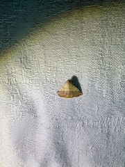 Eublemma crassiuscula