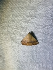 Eublemma crassiuscula